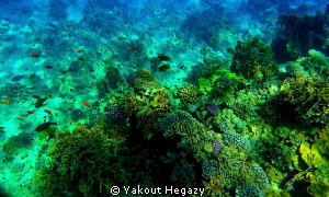 Red sea reef by Yakout Hegazy 
